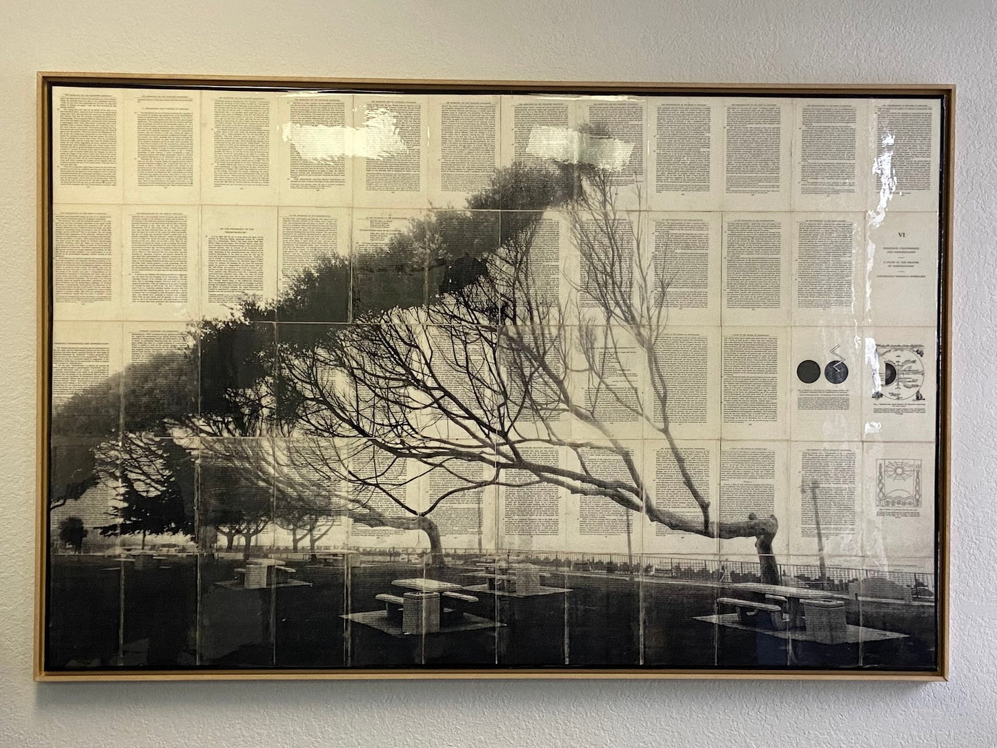 Redondo Beach Tree by Mike Saijo
