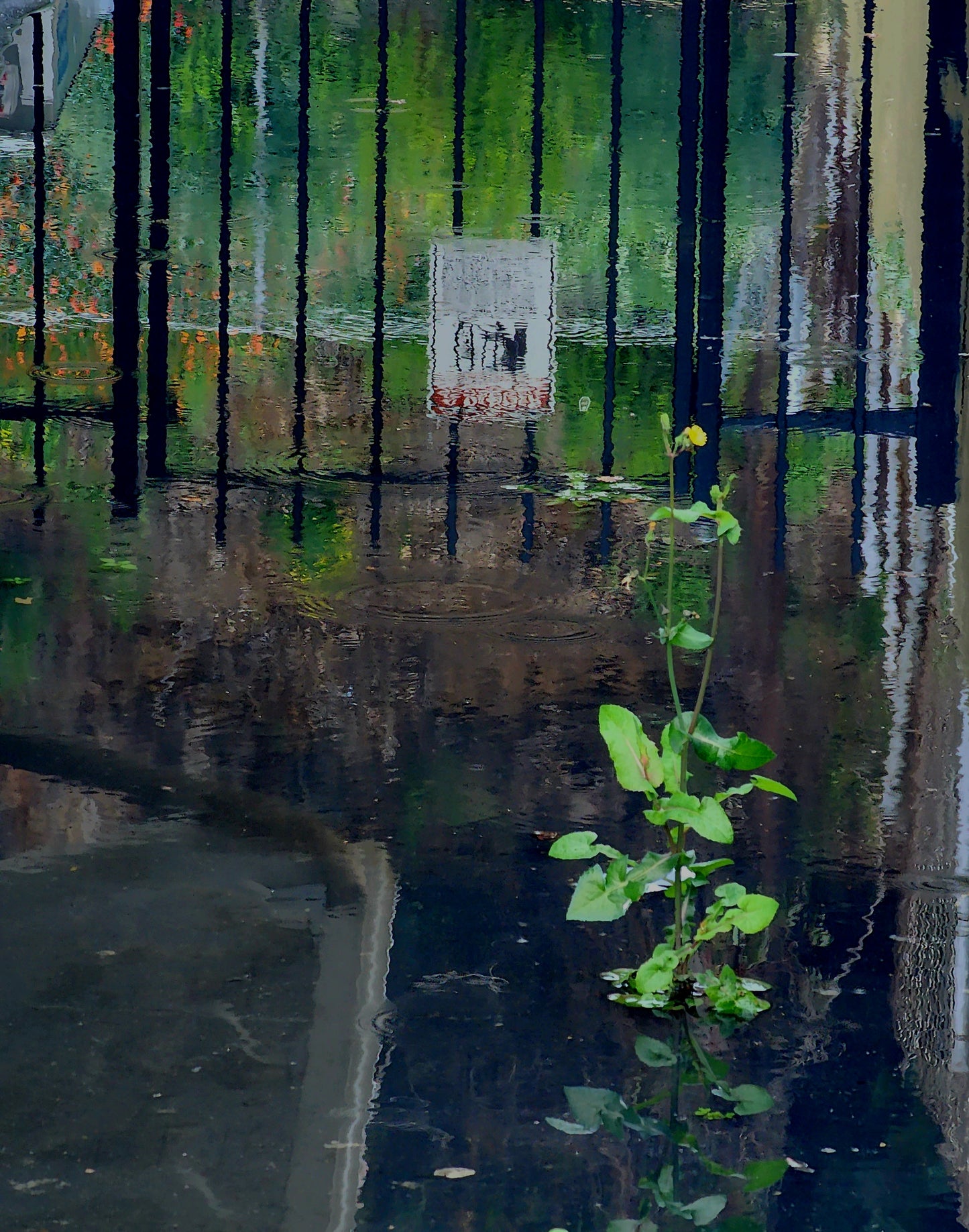 don't cut your hair when the rain come by uraeus