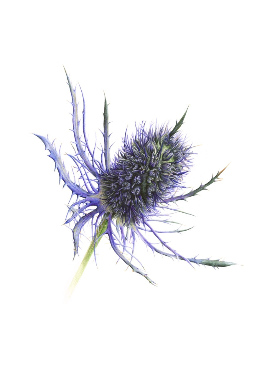 Eryngium, Sea Holly by Stephanie Rose