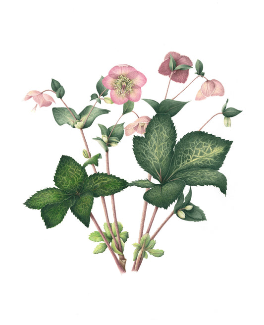 Hellebore by Stephanie Rose