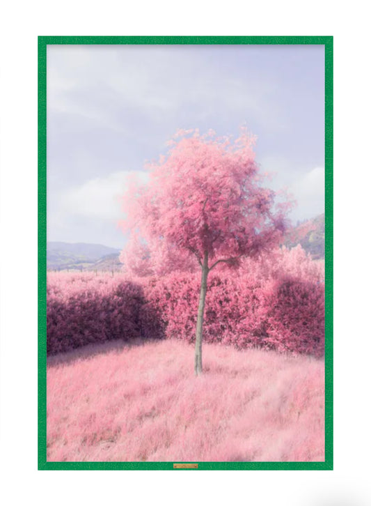 Pink Tree by Tommy Lei