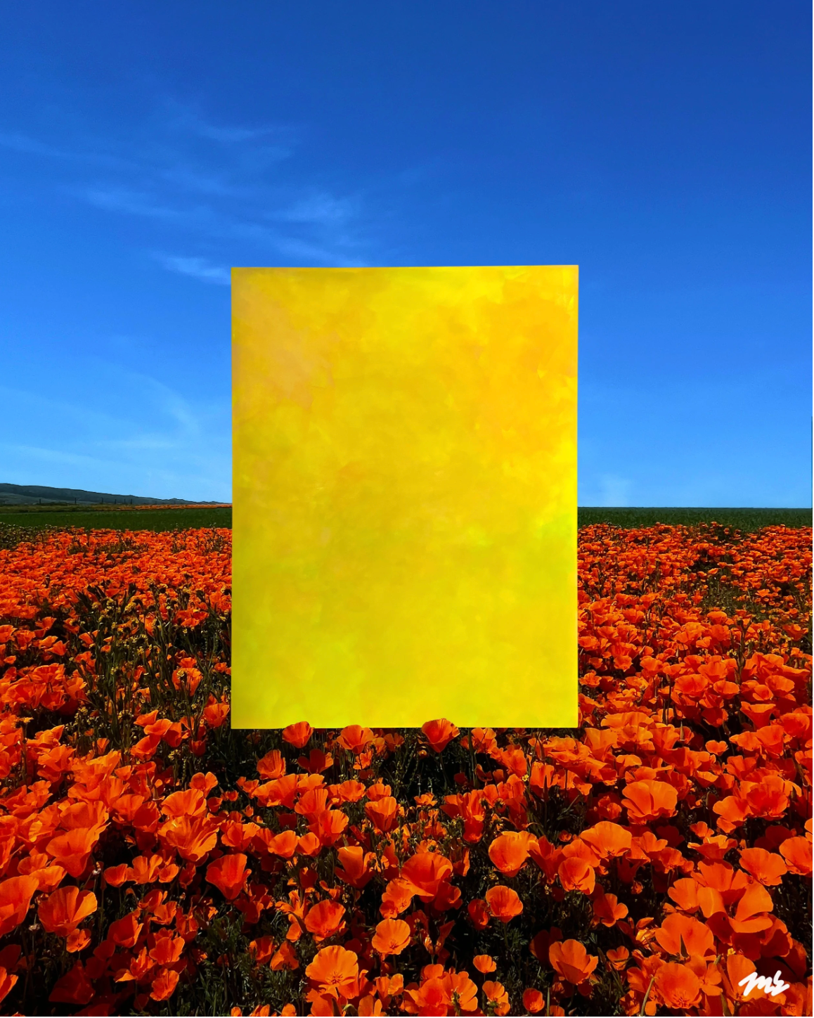 In the Wild: Poppies by Monica Griffon